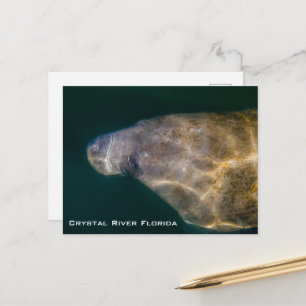 Cartão postal de Crystal River Manatee Flórida