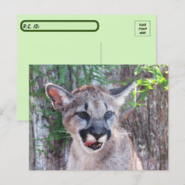 Cartão postal de Cub de Pós-Travagem com Cartão de