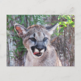 Cartão postal de Cub de Pós-Travagem com Cartão de