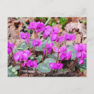 Cartão Postal de Cyclamen Coum