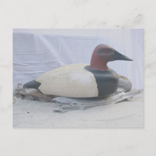 Cartão postal de Decodificação de Pato Canvasback