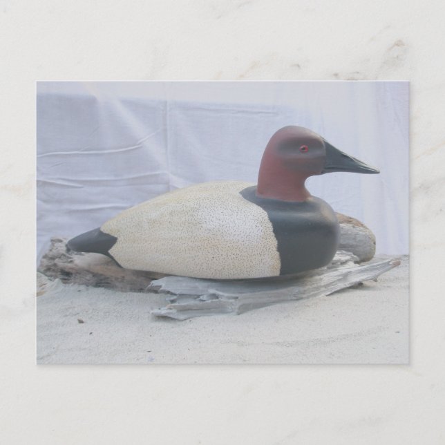 Cartão postal de Decodificação de Pato Canvasback (Frente)