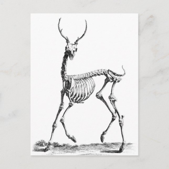Cartão postal de Deer Skeleton (Frente)