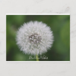 Cartão postal de desejos Dandelion