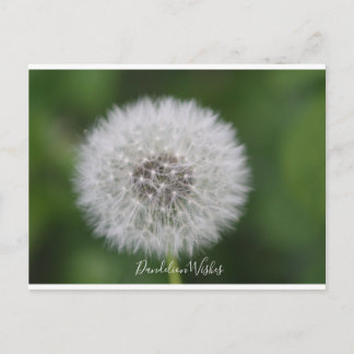 Cartão postal de desejos Dandelion