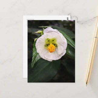 Cartão postal de desejos - Hibisco Branco - Seja Ú