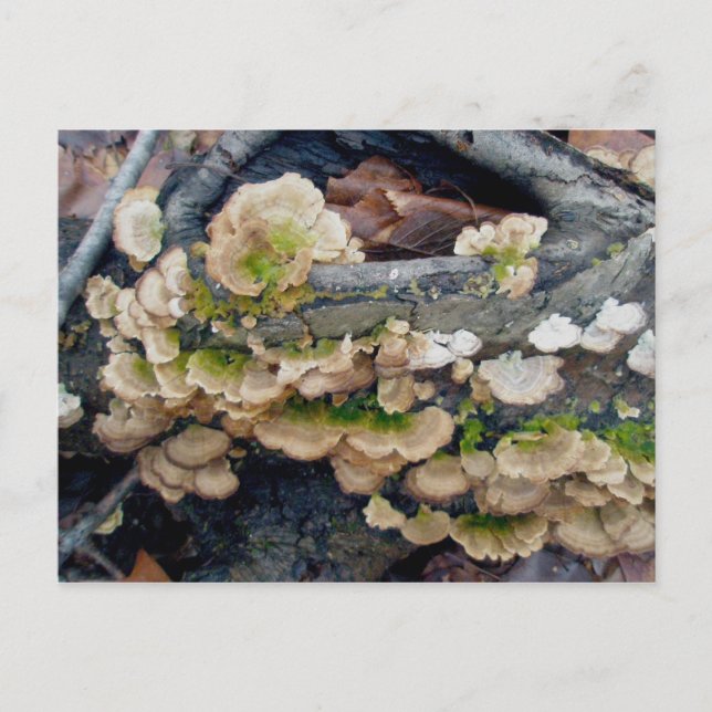 Cartão postal de dezembro da Shelf Fungus Colony (Frente)