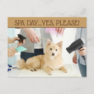 Cartão postal de Dia Spa de Agrupamento Pet
