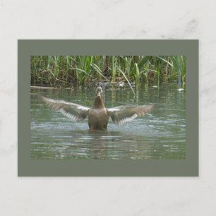 Cartão postal de Dispersão Duck Spreading Wings DI
