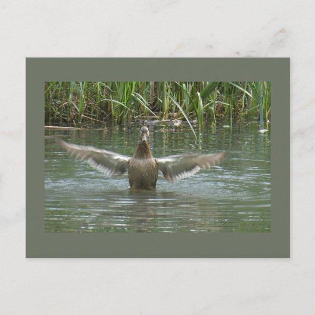 Cartão postal de Dispersão Duck Spreading Wings DI (Frente)