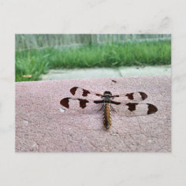 Cartão postal de Dragonfly