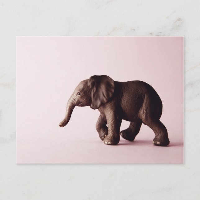 Cartão Postal de Elefante (Frente)