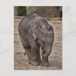 Cartão postal de elefante bebê