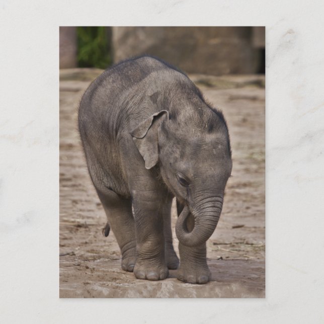 Cartão postal de elefante bebê (Frente)