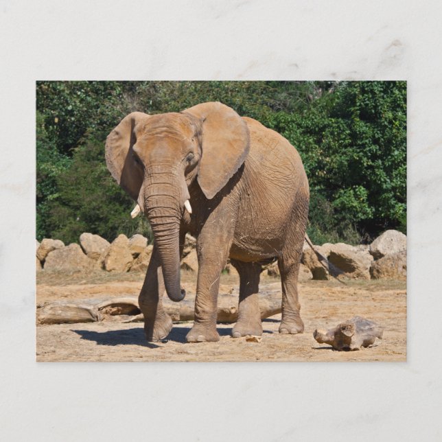 Cartão postal de elefante macho (Frente)