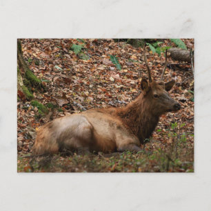Cartão postal de Elk