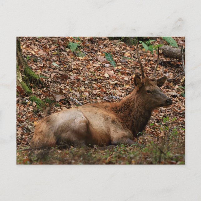Cartão postal de Elk (Frente)