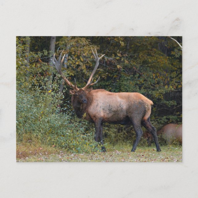 Cartão postal de Elk (Frente)