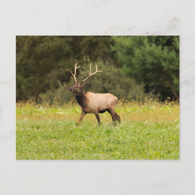 Cartão postal de Elk (Frente)
