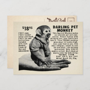 Cartão postal de encomenda de macacos de pré-fixaç