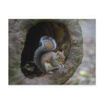 Cartão postal de esquilo