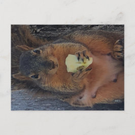 Cartão postal de esquilo