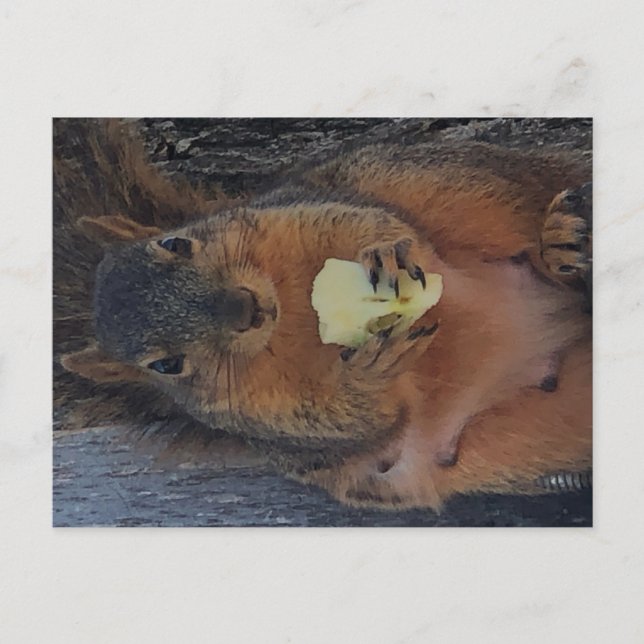 Cartão postal de esquilo (Frente)