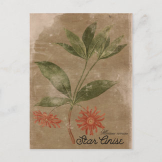 Cartão postal de Estilo Vintage - Anis Herb
