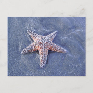 Cartão postal de estrelas-do-mar