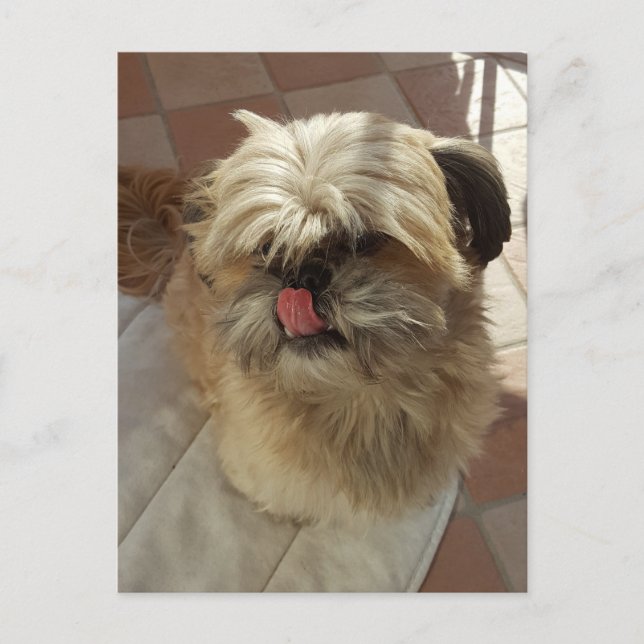 Cartão postal de exibição de cão Shih Tzu (Frente)