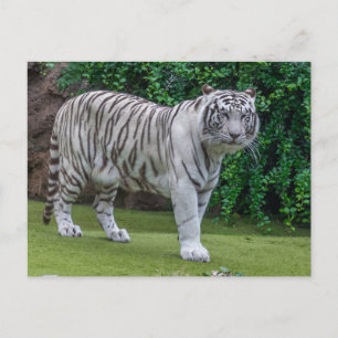 Cartão postal de exibição de fechamento do tigre b