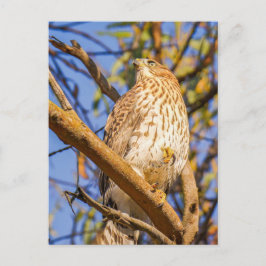 Cartão Postal de Falcão | Arte de Natureza de Aves