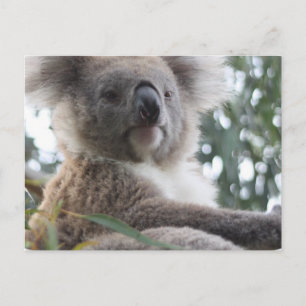 Cartão postal de Fatos do Urso Koala