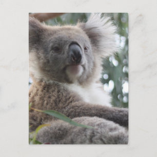 Cartão postal de Fatos do Urso Koala