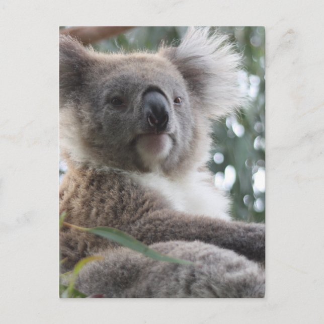 Cartão postal de Fatos do Urso Koala (Frente)