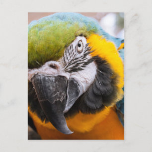 Cartão postal de Fechamento Macaw