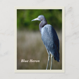 Cartão postal de Feriado Heron Azul excelente
