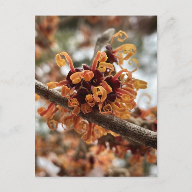 Cartão postal de férias de inverno (Frente)