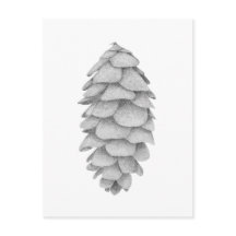 Cartão postal de férias White Spruce Cone