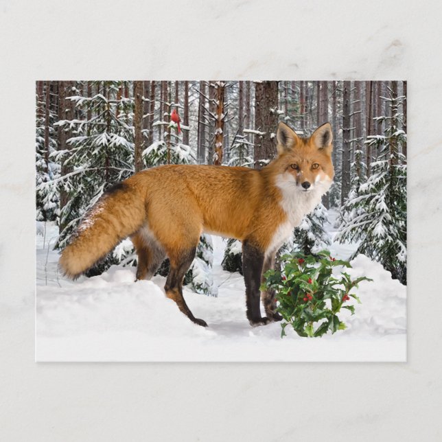 Cartão postal de férias "Winter Fox" (Frente)