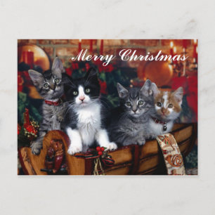 Cartão Postal De Festividades 4 Gatos Cartão de Posto Feliz de Natal