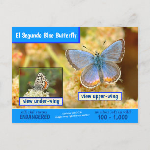 Cartão Postal De Festividades A Borboleta Azul El Segundo está ameaçada