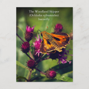 Cartão Postal De Festividades A borboleta do capitão Woodland