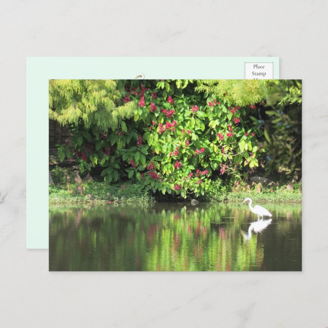 Cartão Postal De Festividades A Great Egret Fishing in the Swamp (Frente/Verso)
