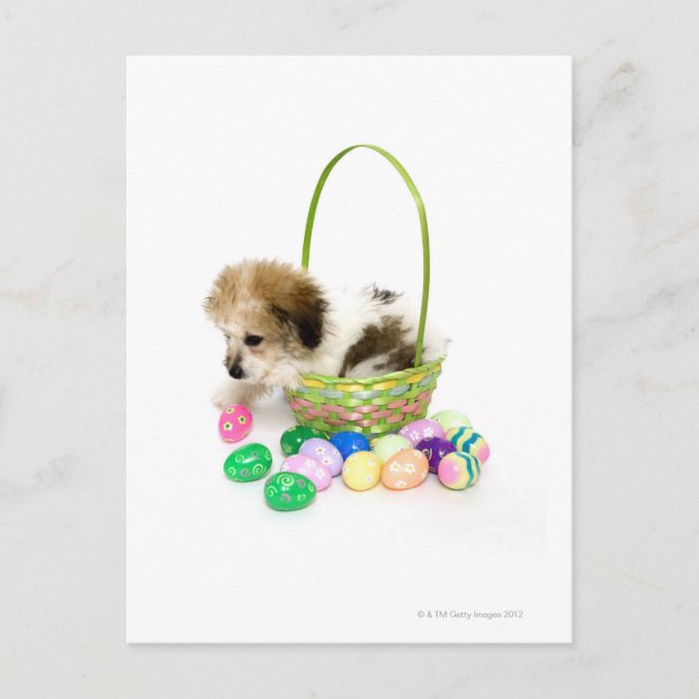 Cartão Postal De Festividades A mixed breed puppy sitting in an Easter basket (Frente)