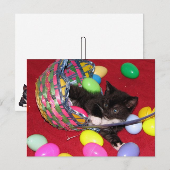 Cartão Postal De Festividades A Páscoa de Versace deseja Cat/Kitten (Frente/Verso)