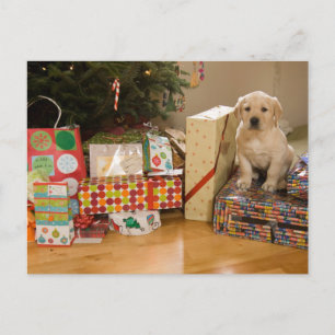 Cartão Postal De Festividades A puppy sits amongst Christmas presents