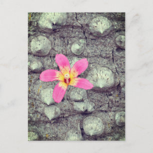 Cartão Postal De Festividades A seda do fio dental. Ceiba speciosa. Pôster