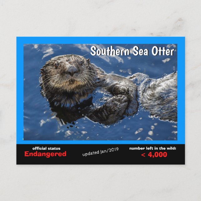 Cartão Postal De Festividades A "Southern Sea Otter" é uma espécie ameaçada 5 - (Frente)