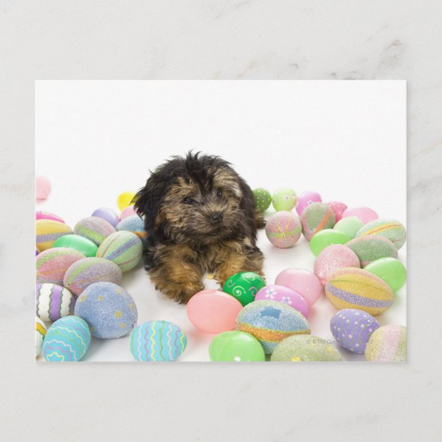 Cartão Postal De Festividades A Yorkie-poo puppy and Easter eggs. (Frente)